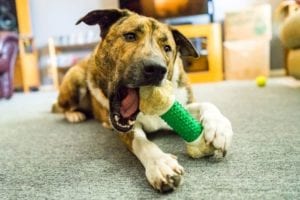 Pet Entertainment – Best Chew Toys to Keep Your Pet Happy & Engaged