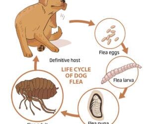 Fleas & Disease – How to Keep Your Pets Safe
