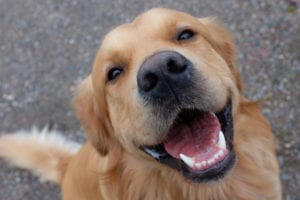 Tips For Preventing Pet Dental Disease