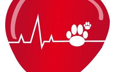 What Are the Symptoms of Heartworms & How to Protect Your Pet