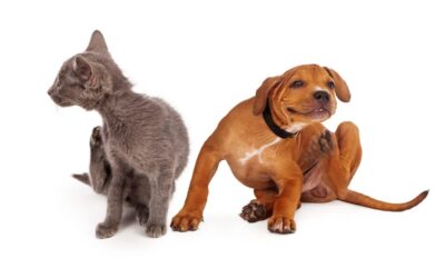 What You Need to Know About Fleas & Ticks