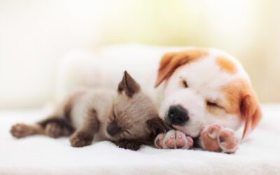 New Pet Care Checklist: Welcoming Puppies and Kittens into Your Family