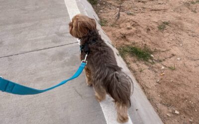 Tips For Training Dogs to Walk on a Leash