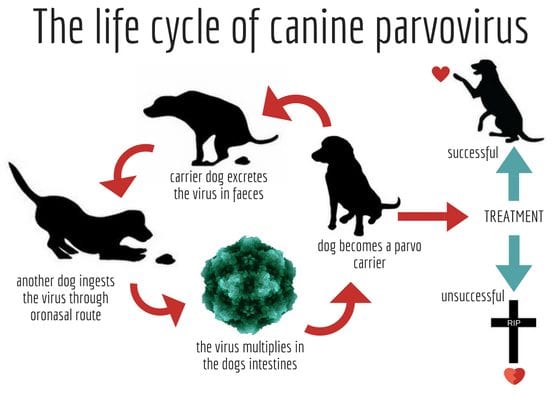 how can i prevent my dog from getting parvo