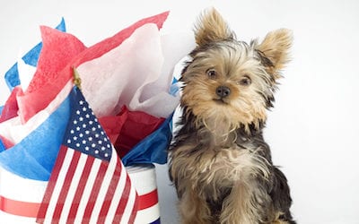 Fourth of July Pet Safety