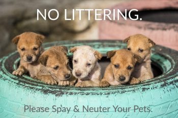 Spay Day USA – Please, No Littering