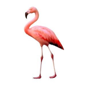 Pink Flamingo Day (May 29) - AZPetVet