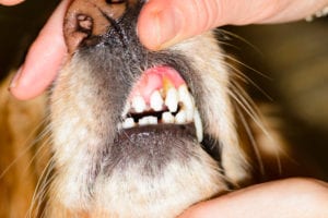 Flip the Lip: Recognizing Dental Disease in Pets