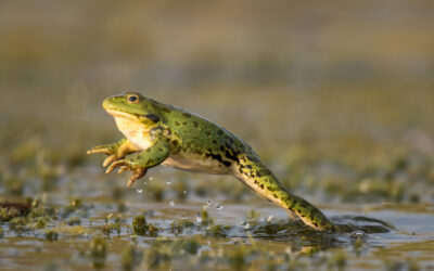 These 5 Fun Facts About Frogs Aren’t Well Known to Many