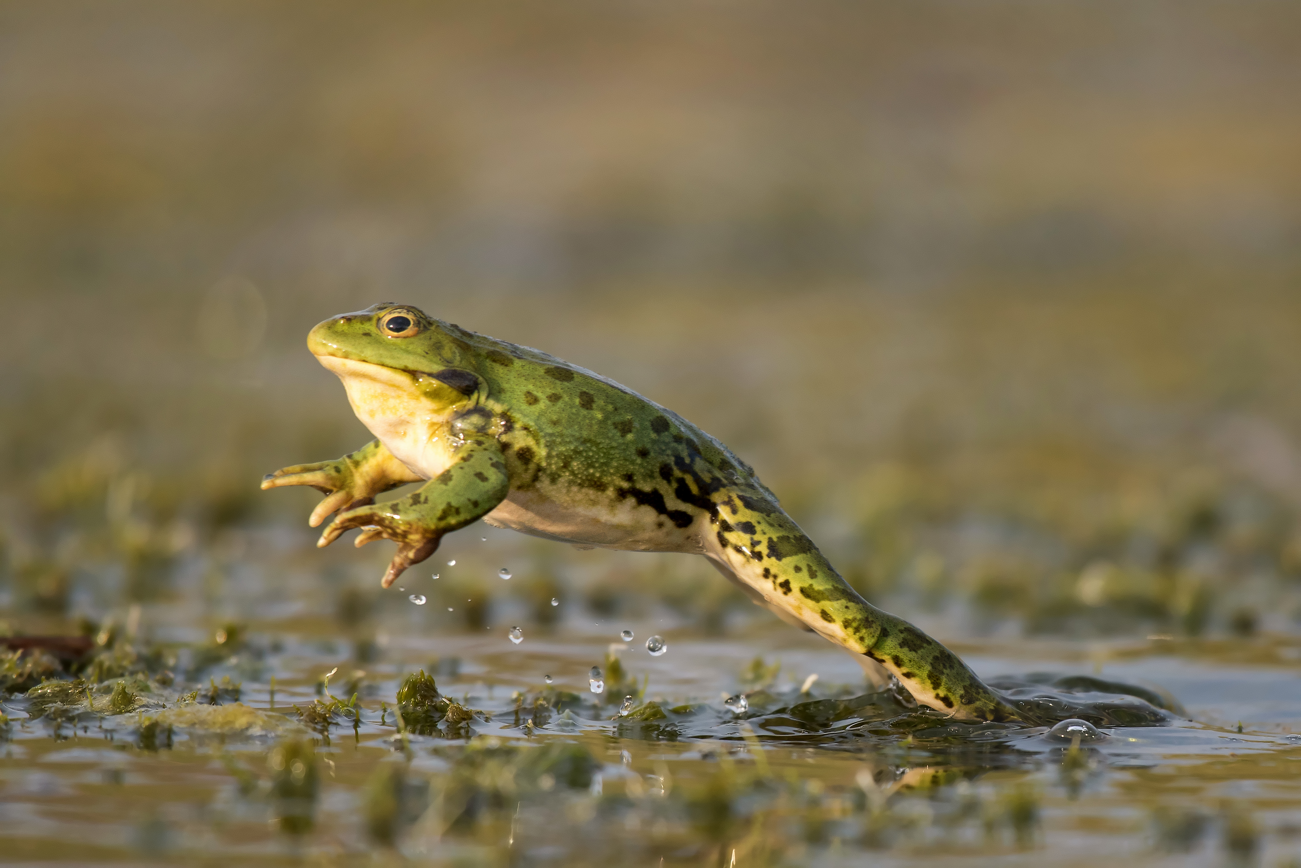 These 5 Fun Facts About Frogs Aren't Well Known to Many - AZPetVet