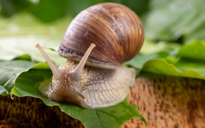 Can Certain Snails Really Sleep for 3 Years? 