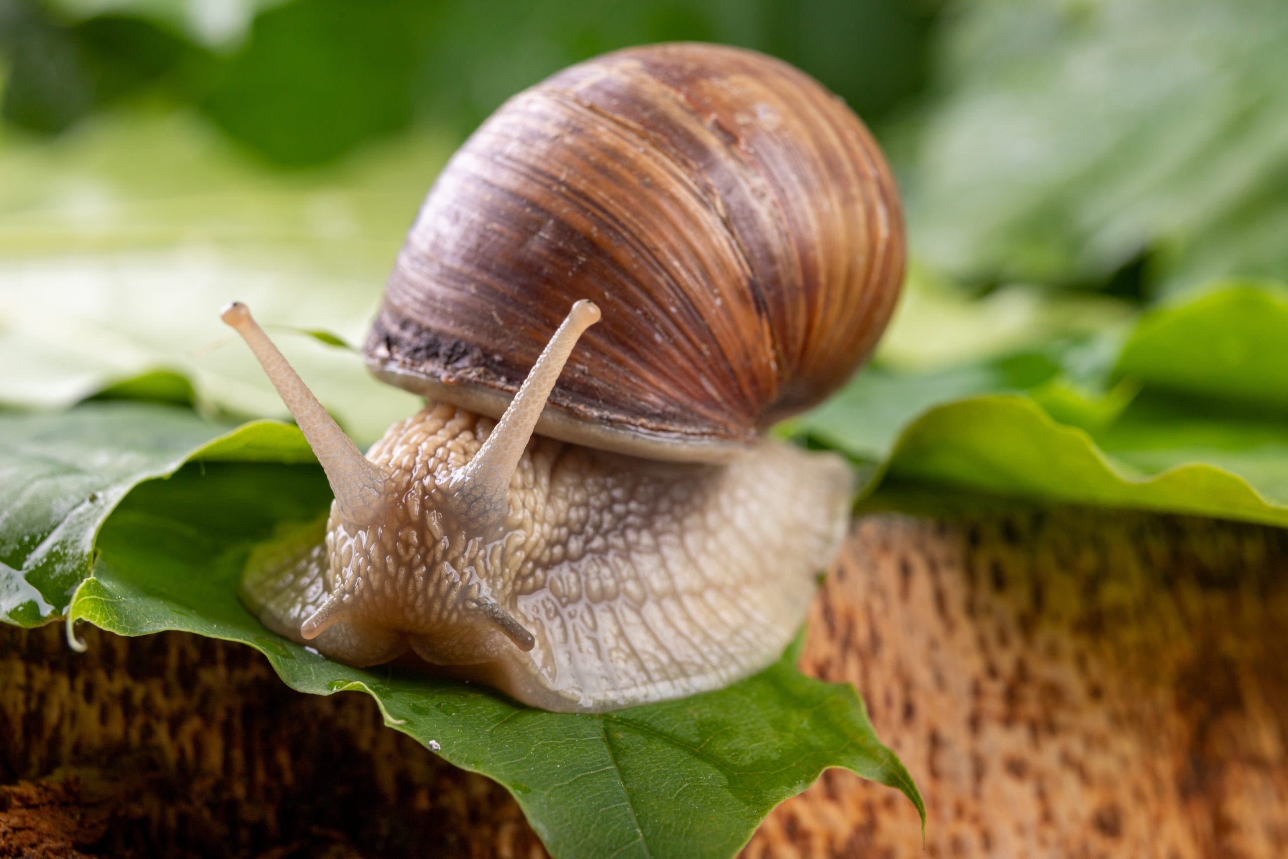 Can Certain Snails Really Sleep for 3 Years? - AZPetVet