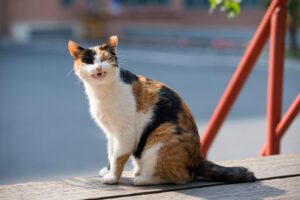 The sneezing moment of cute tricolor cat