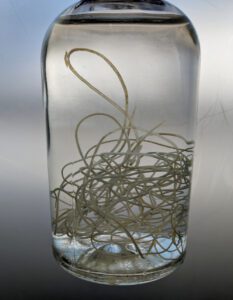 Dog heartworms in alcohol in jar
