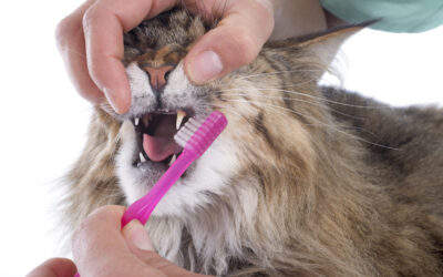 How Do You Brush a Cat’s Teeth?