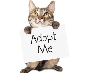June: Adopt a Cat Month