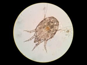 Ear mite from a cat under the microscope