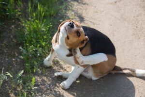 Close up shot of a cute beagle breed girl dog
