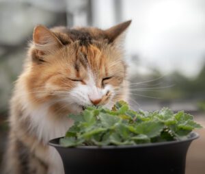 Cat smelling Catnip Plant 
