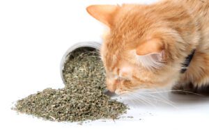 container,catnip,treat,dried,drug,nip,white,mammal,grass,cat,smelling,herb,organic,pet,striped,curious,feline,green,natural,spill,orange,background,plant,animal,sniffing;