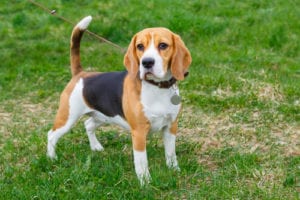 Know the History and What Were Beagles Bred For
