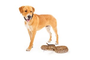 Rattlesnakes – What Pet Parents Need to Know