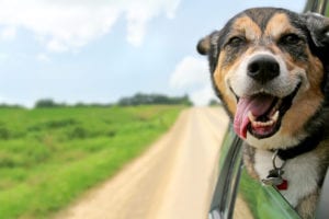 What To Look For When Choosing a Pet: How To Find The Perfect Dog For Me?