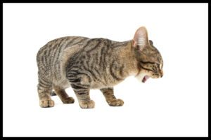 Gray tabby cat coughing
