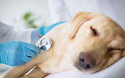 What Dog Diseases can be Transmitted to Humans?