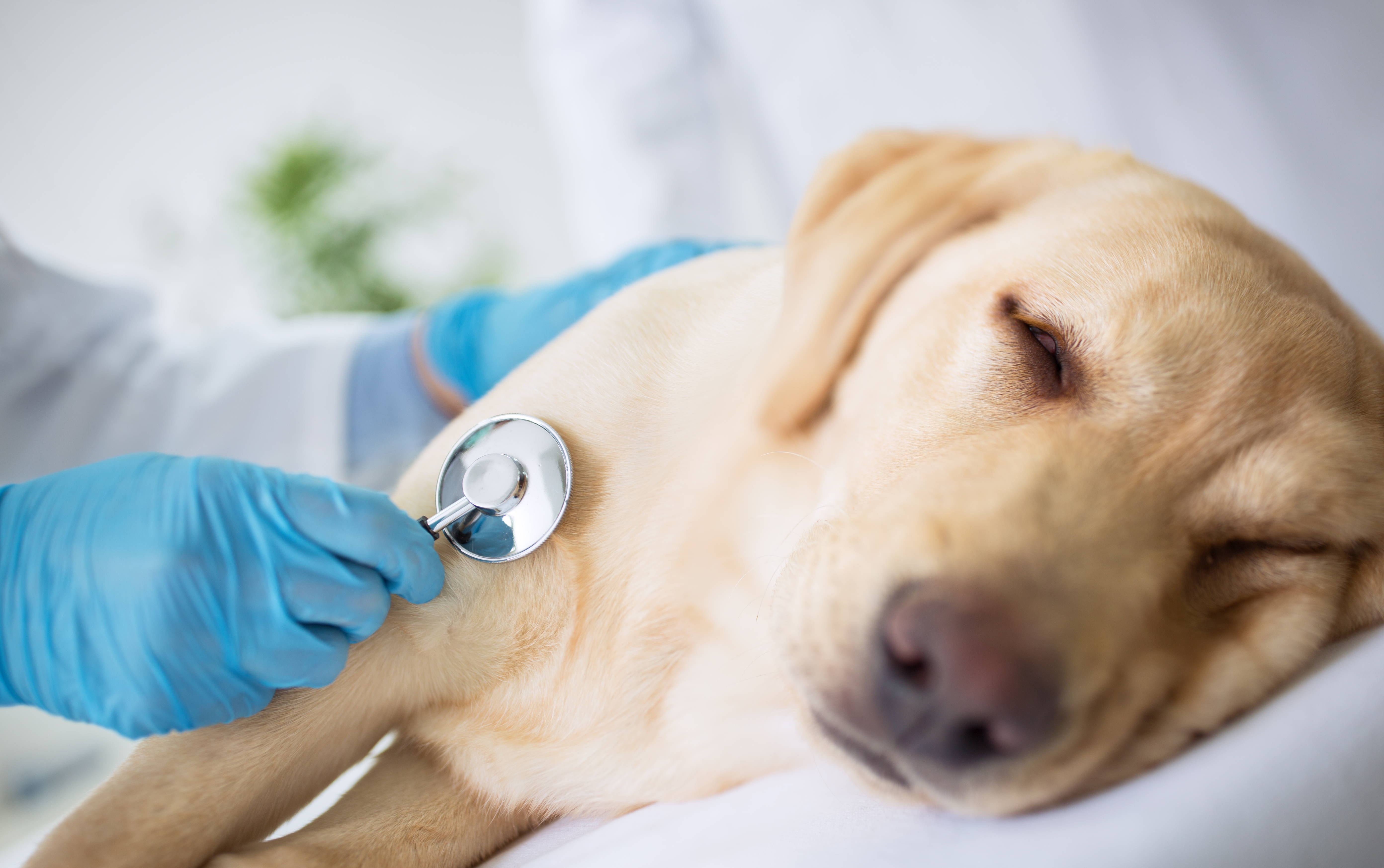 are dogs immune to human illnesses