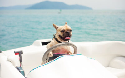 Dogs and Boating Safety for Summer Outings