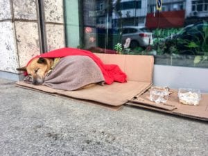 Let’s Support Helping Hands for Homeless Hounds