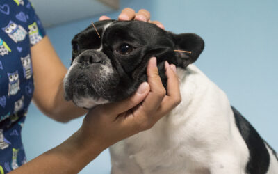Benefits of Acupuncture for Pets and What It Treats