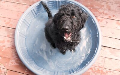 Know the Signs of Heat Stroke in Your Pet, How to Avoid, and Steps of Recovery