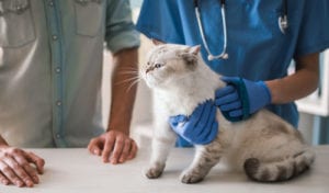 Cat vet visit