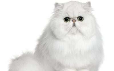 Featured Breed: Persian Cat