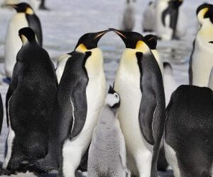 World Penguin Day Facts